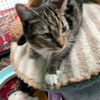 Photo of Nael ** 2nd Chance Cat Rescue **