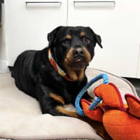 Photo of Nala 