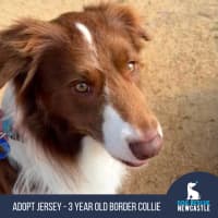 Photo of Jersey   4 Year Old Border Collie
