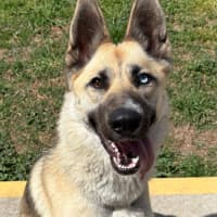 Photo of Athena
