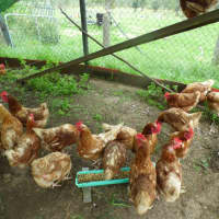 Photo of Chickens