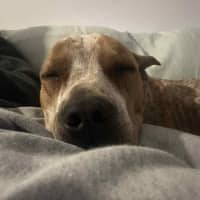 Photo of Bulla   10 Month Old Cattle Dog X Shar Pei