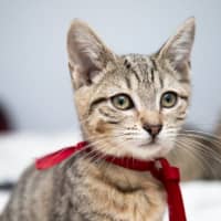 Photo of Almond