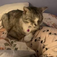 Photo of 💜 Totto 💜