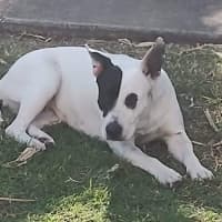 Photo of Buttercup