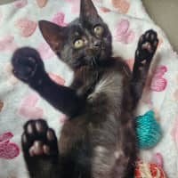 Photo of C1544 Odessa