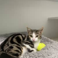 Photo of Apple