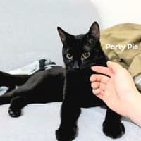 Photo of Party Pie