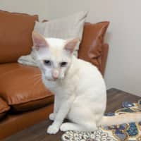 Photo of Sir Cornelius