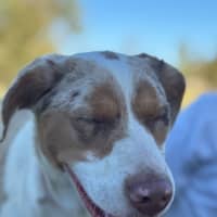 Photo of Nova
