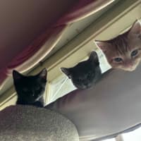 Photo of Frank   Located In Preston