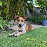 Photo of Banjo