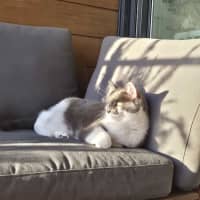 Photo of Smokey