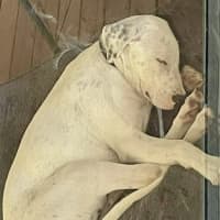 Photo of Teddy   5 Month Old Bull Arab X 