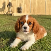 Photo of Lucy