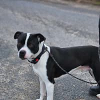 Photo of Banjo
