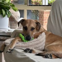 Photo of Maximus   9 Month Old German Shepherd X