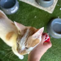 Photo of Biscuit