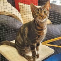 Photo of Ceasar ** 2nd Chance Cat Rescue**