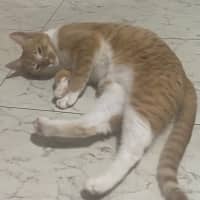 Photo of Sulley