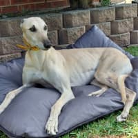 Photo of Mac 🐾💙.  Assisted Rehome