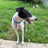Photo of Bucket Girl, The Greyhound