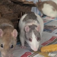 Photo of Cabbage, Joey And Pancake