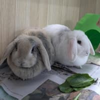 Photo of 🫕 Fondue 6962 🫕