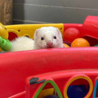 Photo of Sid & Digby