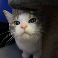 Photo of Minty