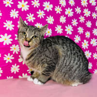 Photo of Amy   Located In Westmeadows