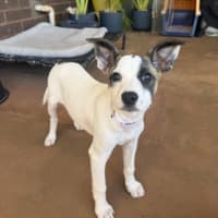 Photo of Rosie