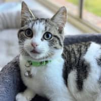 Photo of Saint Laurent