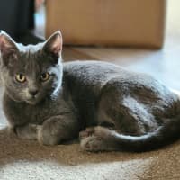 Photo of Rosie