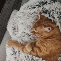 Photo of Ralphie 