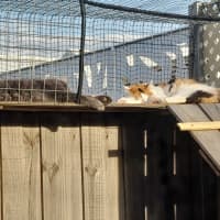 Photo of Luna & Sage