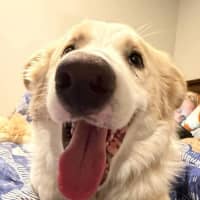 Photo of Biscuit
