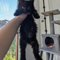 Photo of Benji (Female)