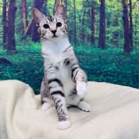 Photo of Fuji   Located In Endeavour Hills