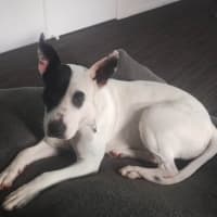 Photo of Buttercup