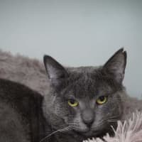 Photo of Sweetie Boy