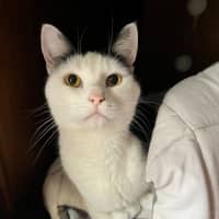 Photo of Levi *9 Lives Project Rescue*