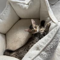 Photo of Chilli