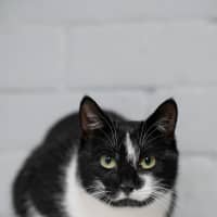 Photo of Morticia