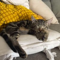 Photo of Peter & Griffin 