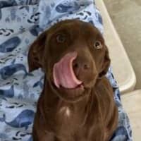 Photo of Polly Waffle