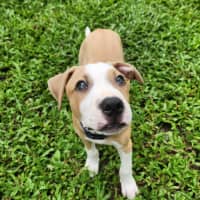 Photo of Mustard