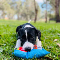 Photo of Sunnyboy