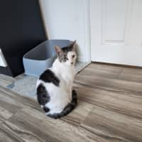 Photo of Simba