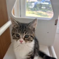 Photo of Velvet